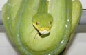 Python vert