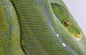 Python vert
