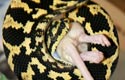 Jungle Carpet Python, femelle