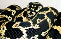 Jungle Carpet Python, femelle
