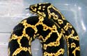 Jungle Carpet Python, femelle