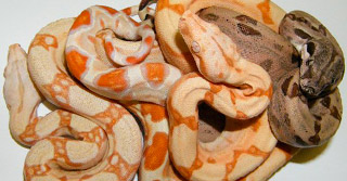 Bienvenue sur dunnsnakes.com