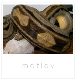 bci motley