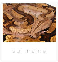bcc suriname