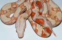 Boa constrictor imperator albino