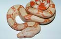 Boa constrictor imperator albino