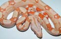 Boa constrictor imperator albino
