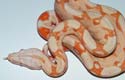 Boa constrictor imperator albino