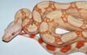 Boa constrictor imperator albino