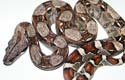 Boa constrictor imperator