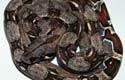 Boa constrictor imperator