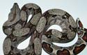 Boa constrictor imperator