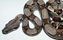 Boa constrictor imperator