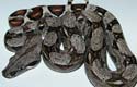 Boa constrictor imperator