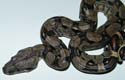 Boa constrictor imperator