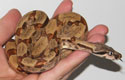 Boa constrictor imperator salmon dh sunglow