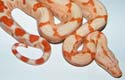 Boa constrictor imperator sunglow