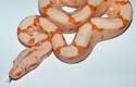 Boa constrictor imperator sunglow