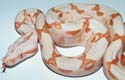 Boa constrictor imperator sunglow