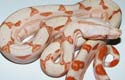 Boa constrictor imperator sunglow