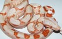 Boa constrictor imperator sunglow