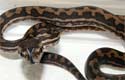 Coastal Carpet Python 2010