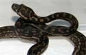 Coastal Carpet Python 2010