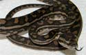Coastal Carpet Python 2010