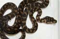 Coastal Carpet Python 2010