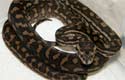 Coastal Carpet Python 2010