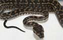 Coastal Carpet Python 2010