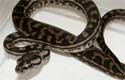 Coastal Carpet Python 2010