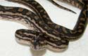 Coastal Carpet Python 2010