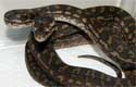 Coastal Carpet Python 2010