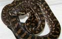 Coastal Carpet Python 2010