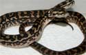 Coastal Carpet Python 2010