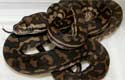 Coastal Carpet Python 2010