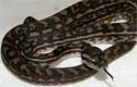 Coastal Carpet Python 2010