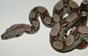 BCI HET ALBINO