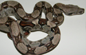 BCI HET ALBINO