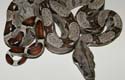 BCI HET ALBINO