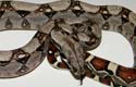BCI HET ALBINO