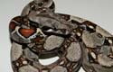 BCI HET ALBINO