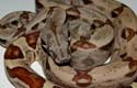 Bci hypo DH sunglow