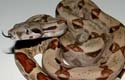 Bci hypo DH sunglow