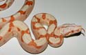 BCI SUNGLOW