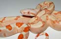 BCI SUNGLOW