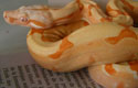 BCI SUNGLOW