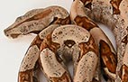 Hypo - Mâle - 200$