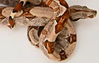 Hypo - Mâle - 200$